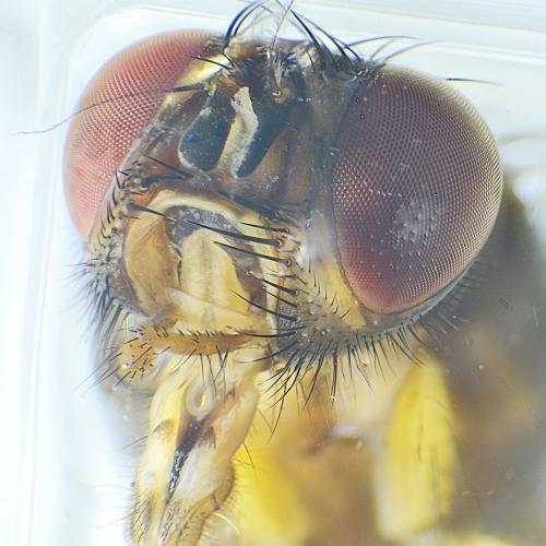 Phaonia subventa
